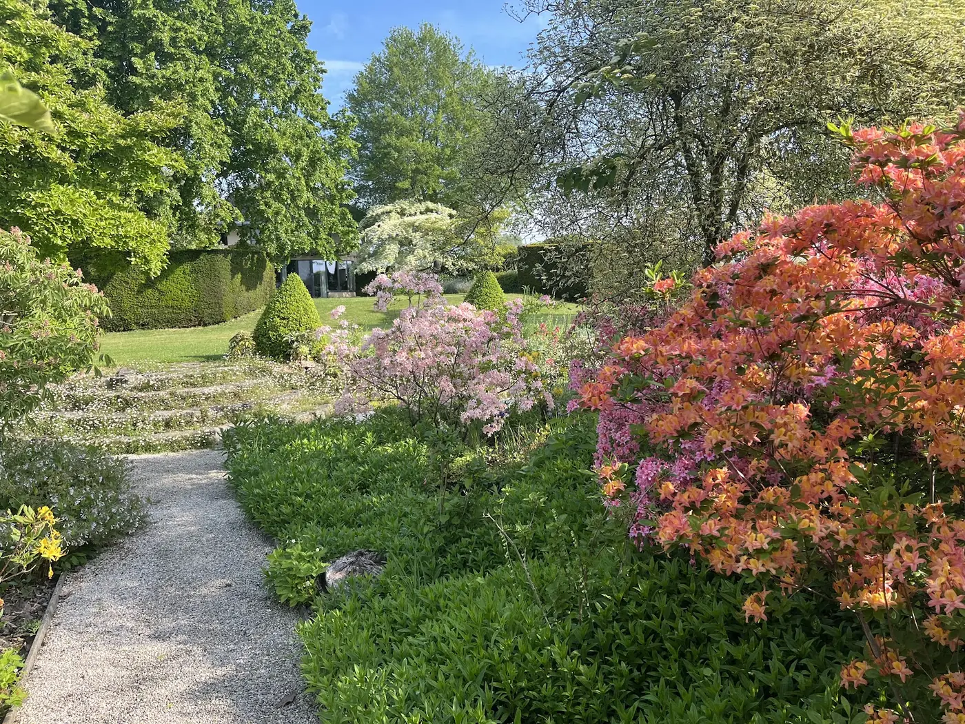 Lentetuin met bloeiende azalea's in roze en oranje, grindpad en gesnoeide hagen