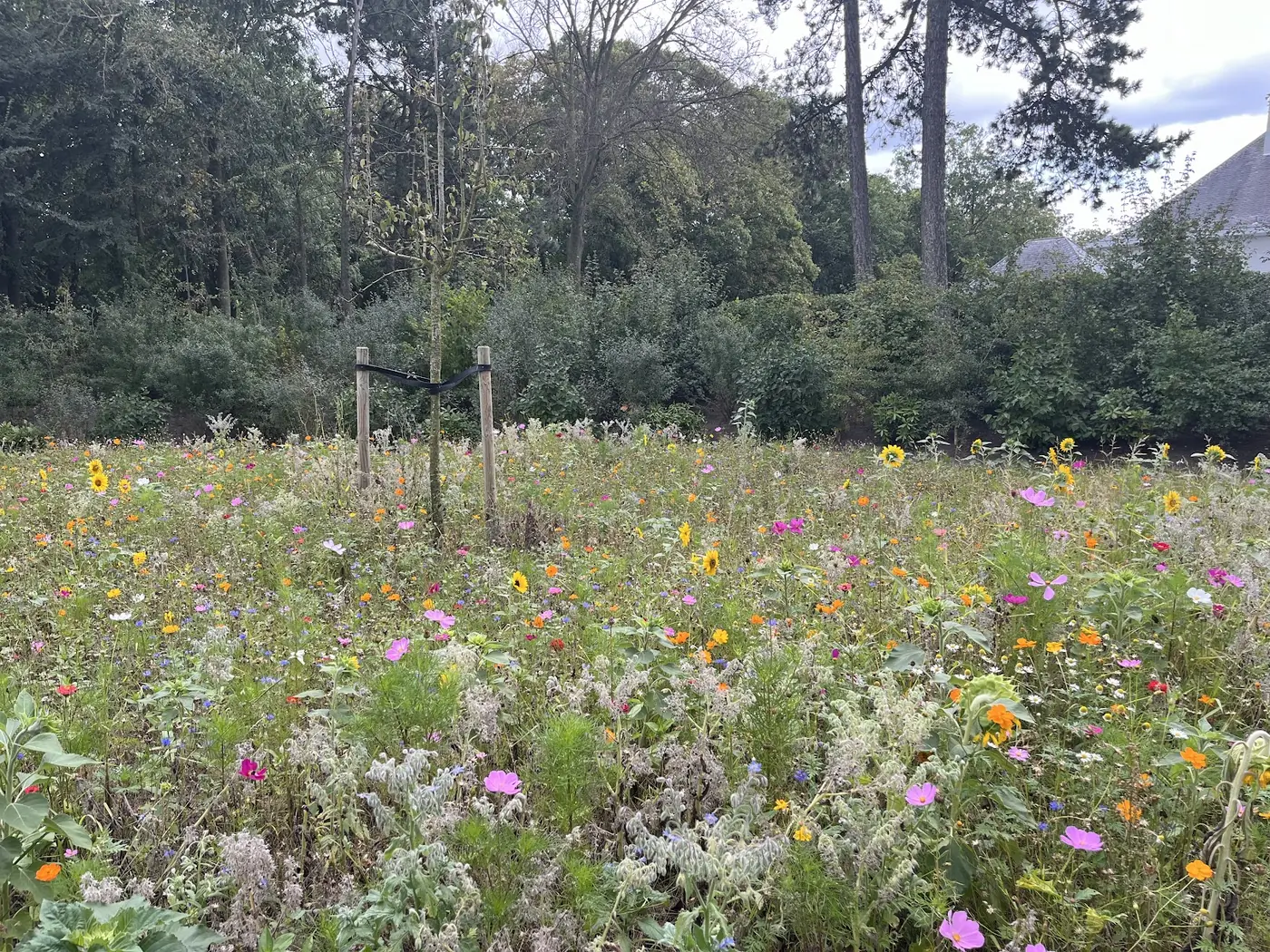 Kleurrijke bloemenweide met zonnebloemen, cosmea en wilde bloemen