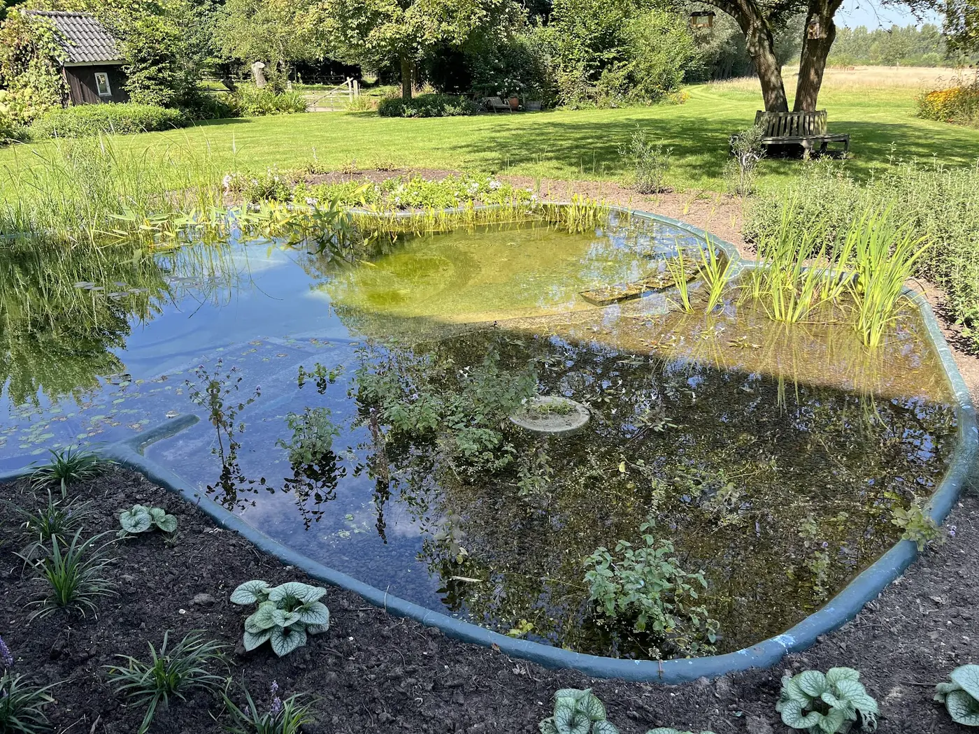 Organisch gevormde vijver met waterplanten en omliggend gazon