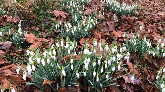 Sneeuwklokjes in het voorjaarsbos