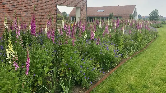 Vingerhoedskruid in volle bloei