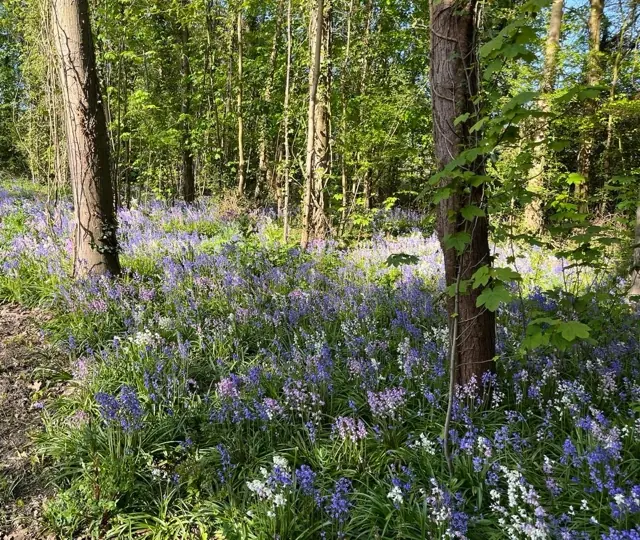 Weelderige tuinbeplanting