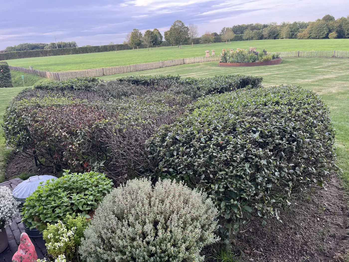 Wintergroene wolkenhagen omringd door struiken, met open groen veld op de achtergrond